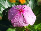 Flower in Samburu